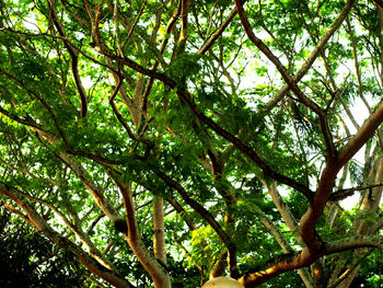 Low angle view of trees in forest