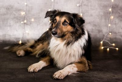 Portrait of dog sitting on floor