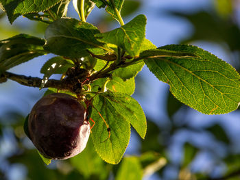 Close-up of fruit growing on tree