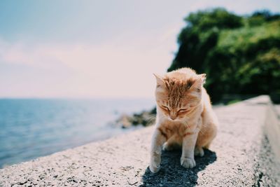 Cat looking at sea shore