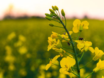 Close-up of insect on yellow flowers