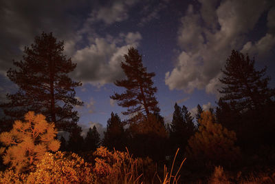 Low angle view of trees against sky during sunset