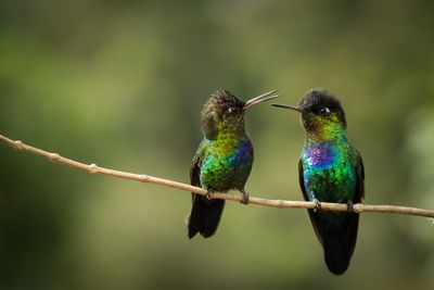 Close-up of bird perching on branch