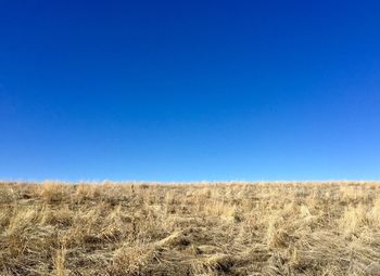 Scenic view of field against clear blue sky