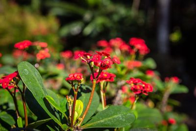 Close-up of red flowering plant