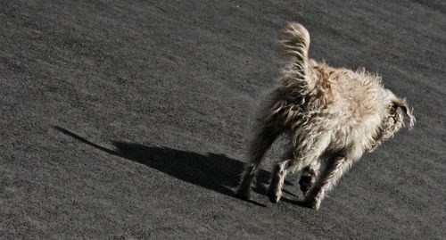 High angle view of lizard on shadow of person