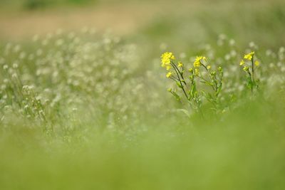 Close-up of yellow flower on field