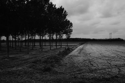 Trees on field against sky