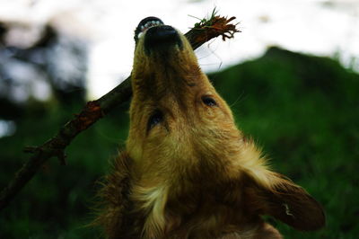 Close-up of dog carrying stick in mouth