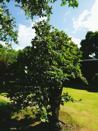 Trees growing in park