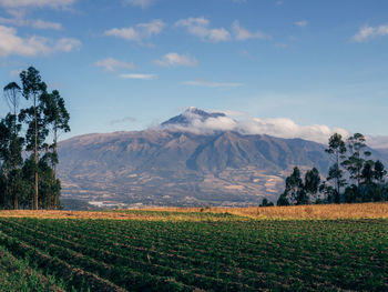 Scenic view of field against sky