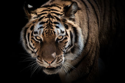 Close-up of tiger