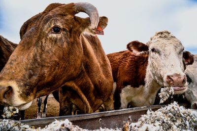 Close-up of cows against the sky