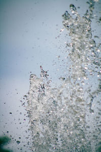 Close-up of birds swimming in lake