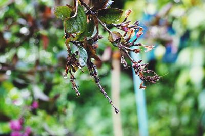 Close-up of berries growing on tree