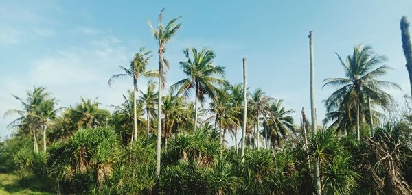 Palm trees on field against sky