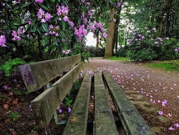 View of flowering plants in park