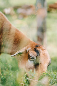 Close-up of goat