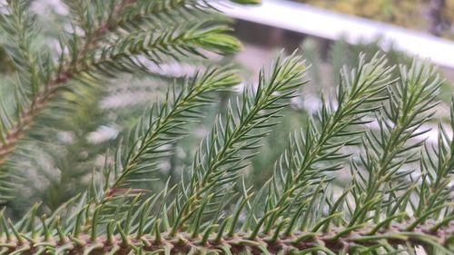 Close-up of pine tree