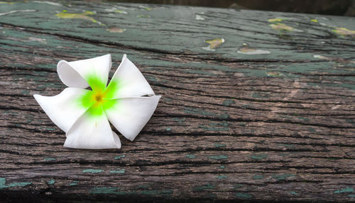 Close-up of white flower on wooden plank