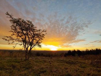 Scenic view of field against sky during sunset