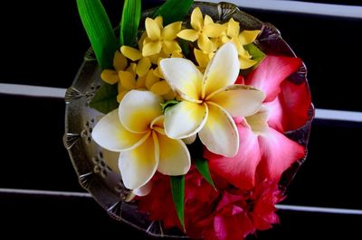 Close-up of frangipani in plate