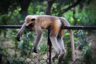 Close-up of giraffe in zoo