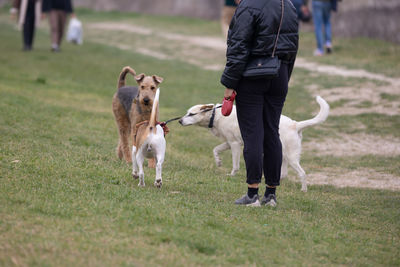 Dogs of different breeds approach each other outdoor on the grass.