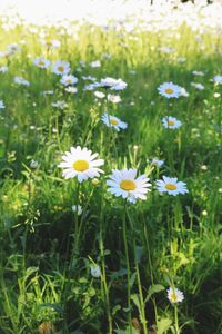 Close-up of white flowering plants on field