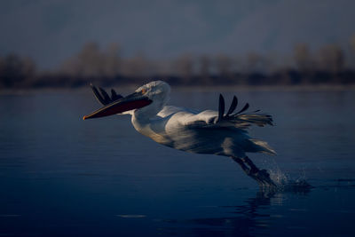 Bird in lake