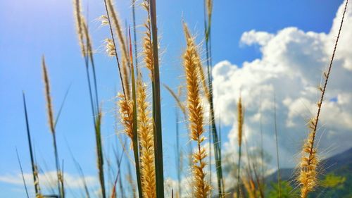 Low angle view of wheat field against sky