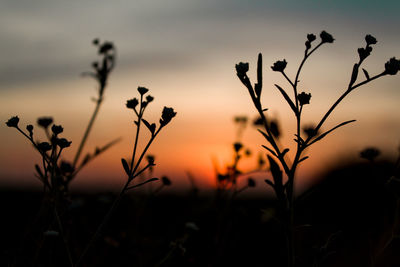 Close-up of silhouette plants on field against sky during sunset