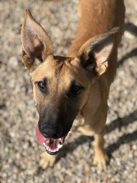 Close-up portrait of a dog on field