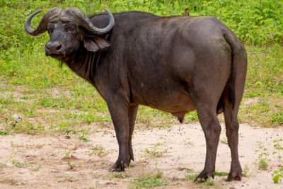 African buffalo standing on field