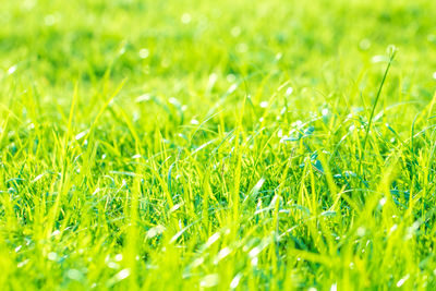 Close-up of grass in field