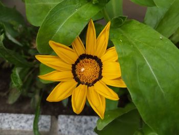 Close-up of yellow flower