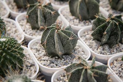 Close-up of succulent plant in market