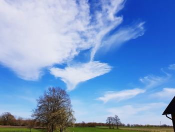 Trees on field against sky