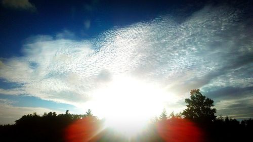 Sun shining through trees