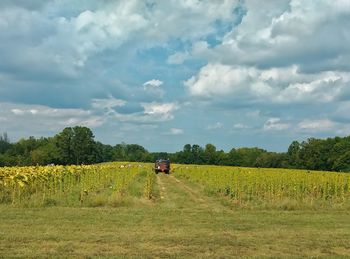 Scenic view of agricultural field against sky