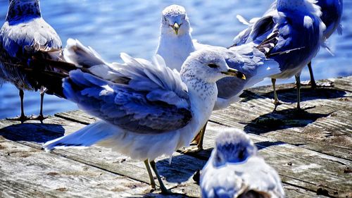Close-up of swans on water