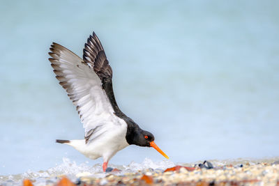 Close-up of bird flying over sea