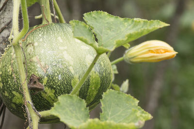 Close-up of raindrops on plant