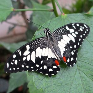 Close-up of butterfly on leaf