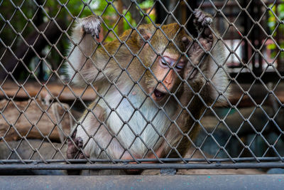 View of monkey through fence in zoo