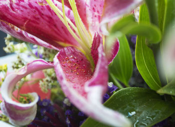 Close-up of pink flowers