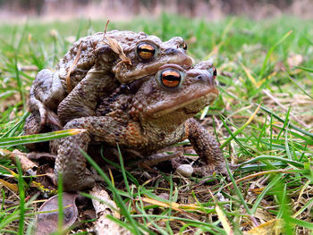 Frogs mating on grassy field