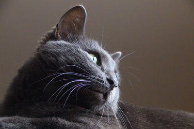 Close-up of cat sitting outdoors