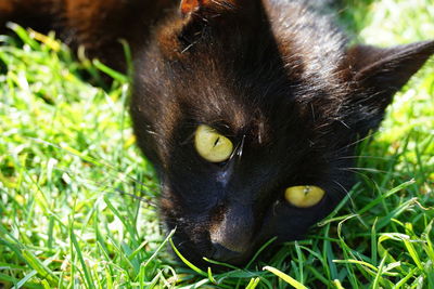 Portrait of black cat