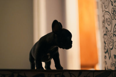 French bulldog puppy silhouette at home